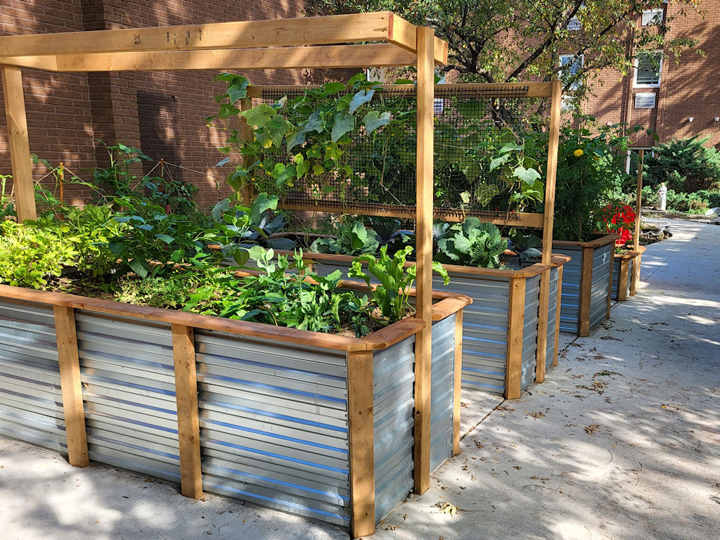 Raised beds. Gardening for seniors